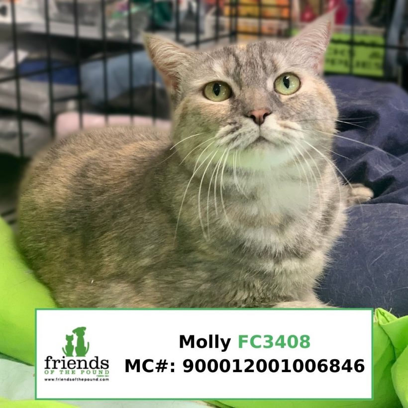 Molly (Adopted)