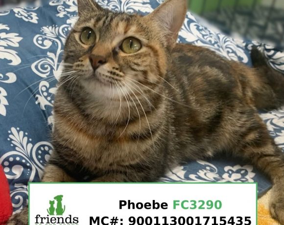Phoebe (Adopted)