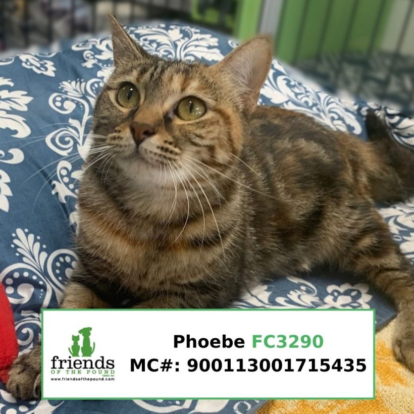 Phoebe (Adopted)