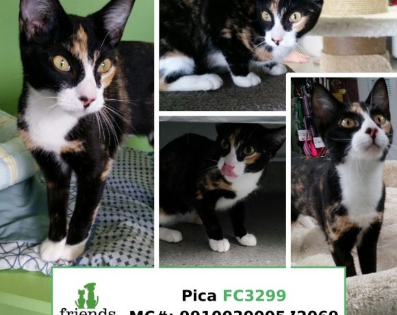 Pica (Adopted)