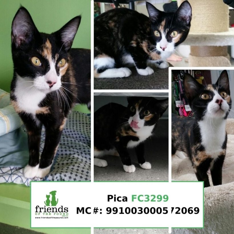 Pica (Adopted)