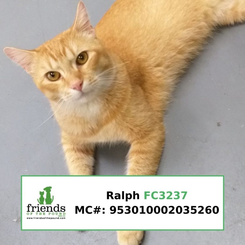 Ralph (Adopted)
