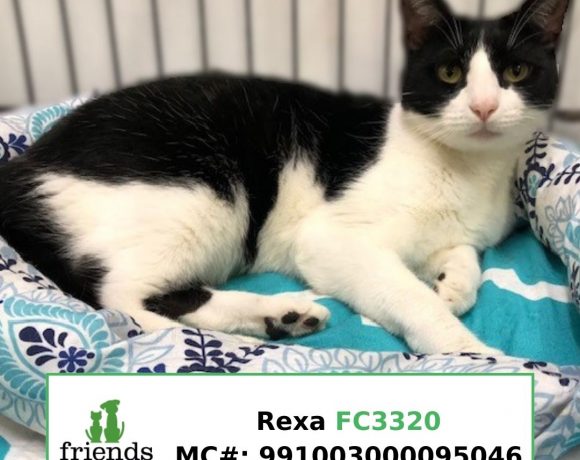 Rexa (Adopted)