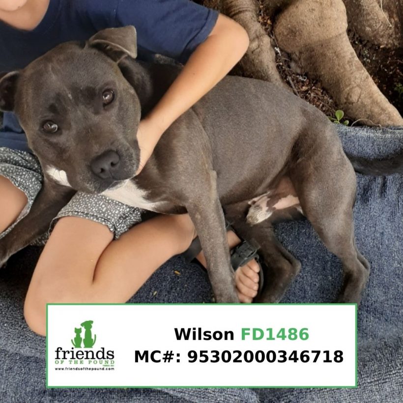 Wilson (Adopted)