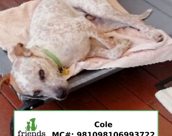 Cole (Adopted)