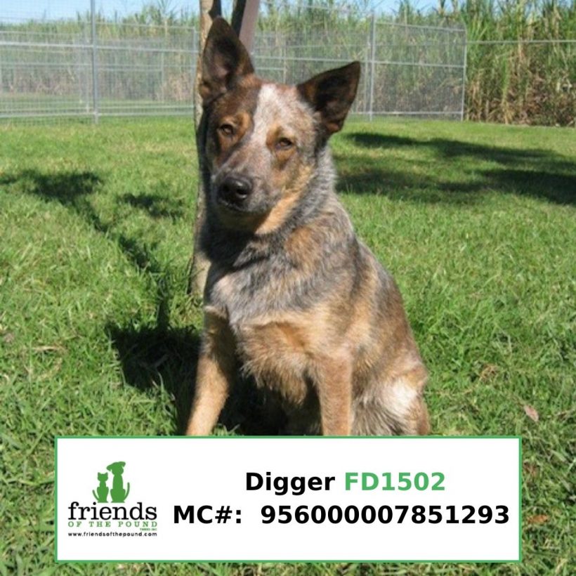 Digger (Adopted)