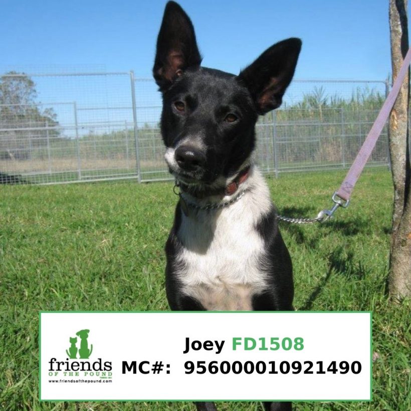 Joey (Adopted)