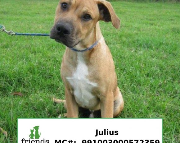 Julius (Adopted)