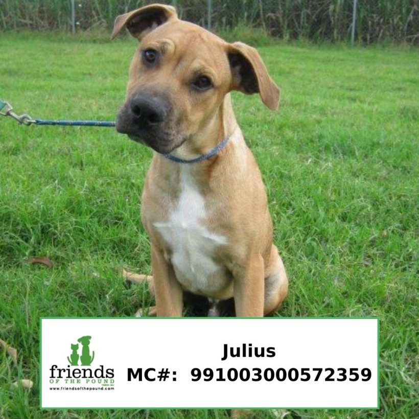 Julius (Adopted)