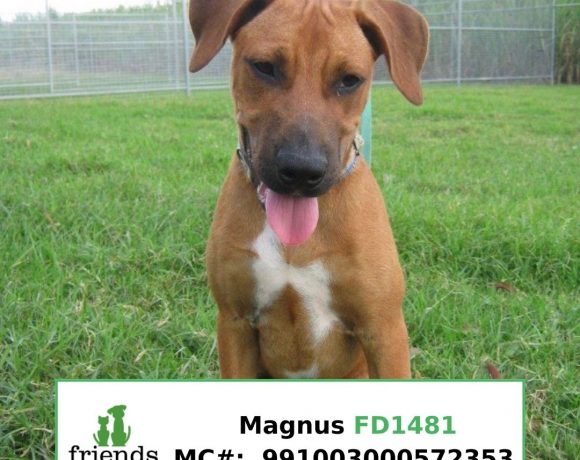 Magnus (Adopted)
