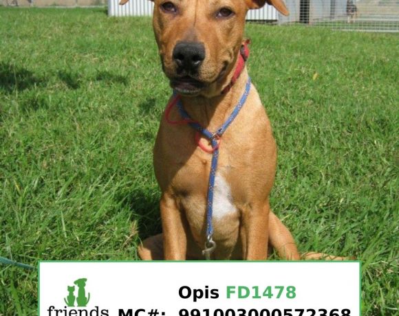Opis (Adopted)
