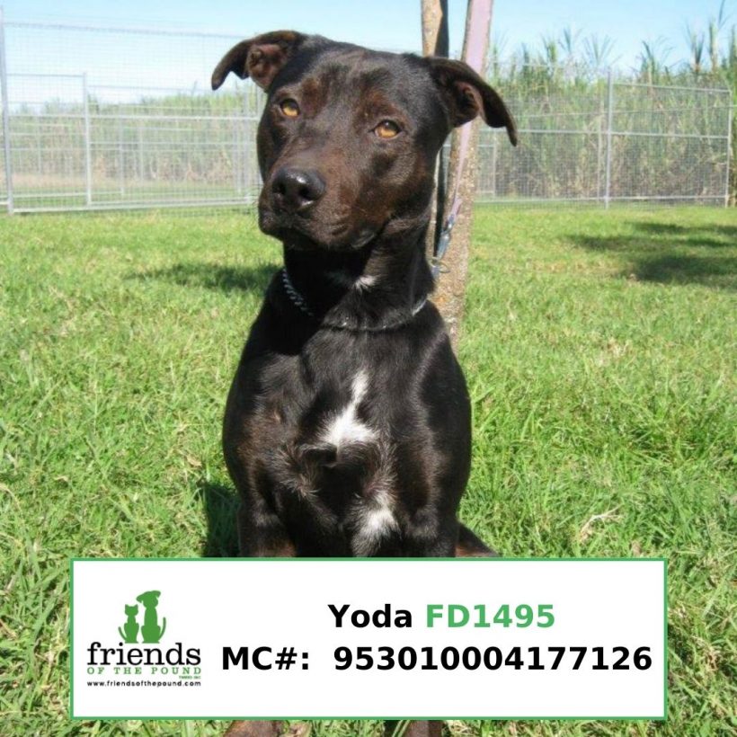 Yoda (Adopted)