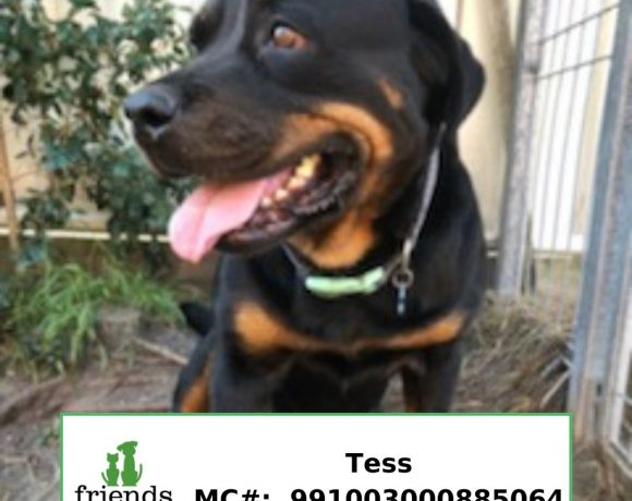Tess Tess