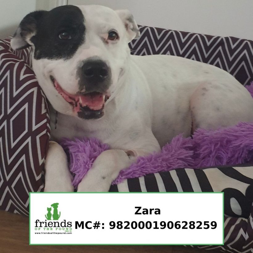 Zara (Adopted)