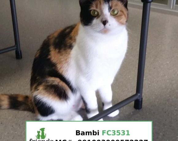 Bambi (Adopted) Bambi (Adopted)