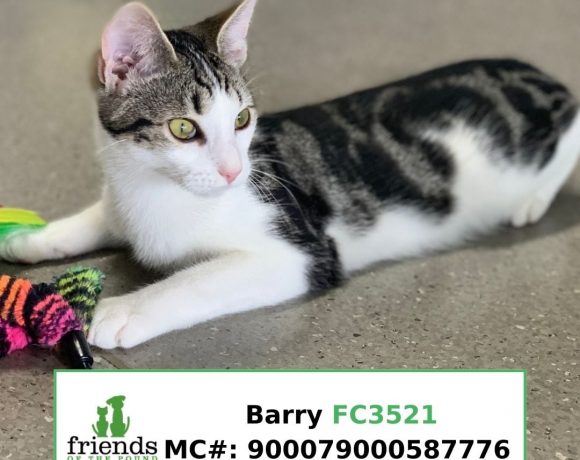 Barry (Adopted)
