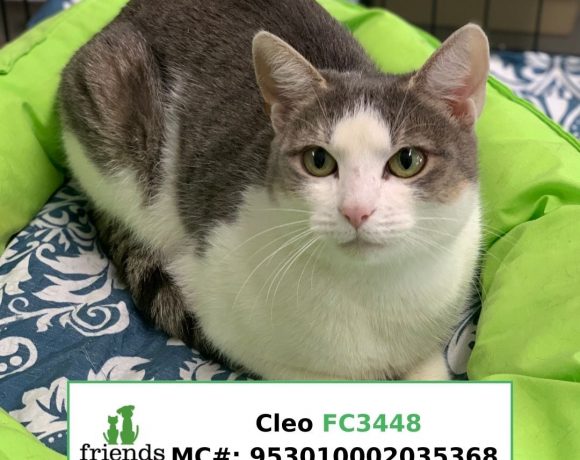 Cleo (Adopted)