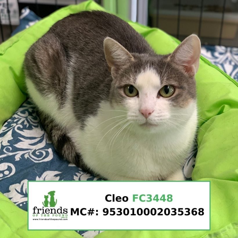 Cleo (Adopted)