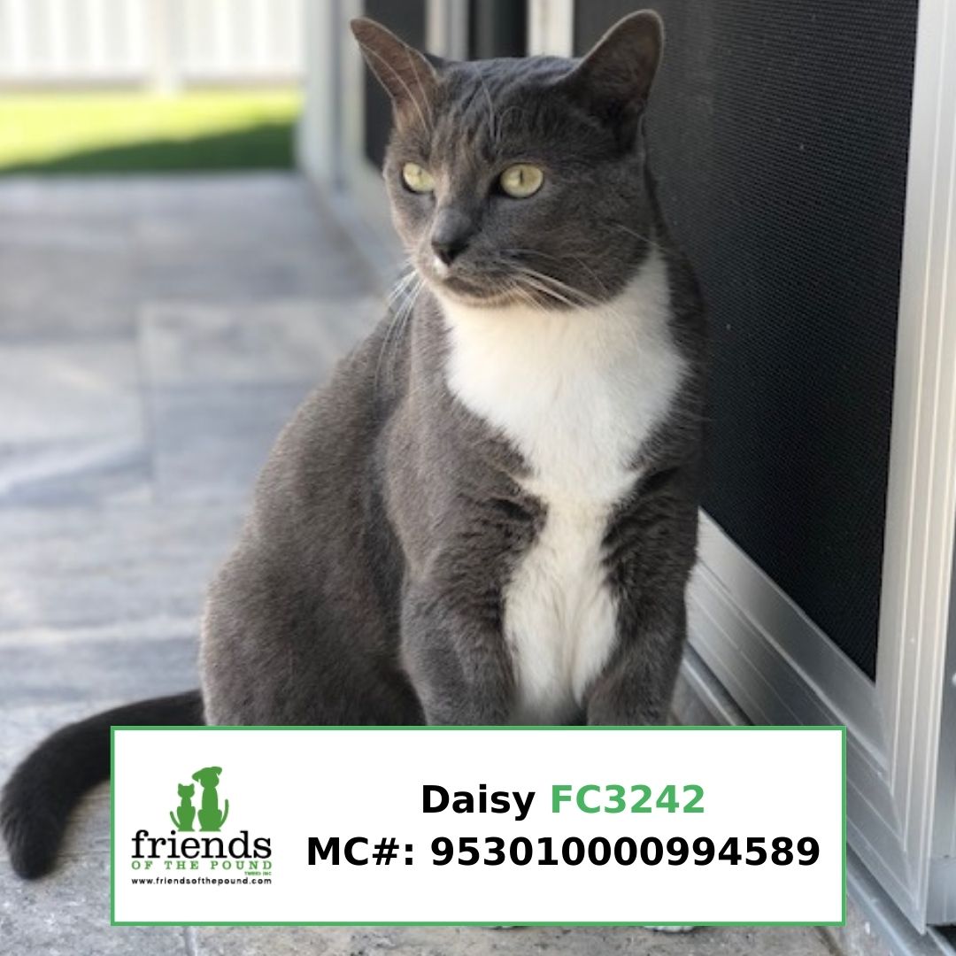 Daisy FC3242
