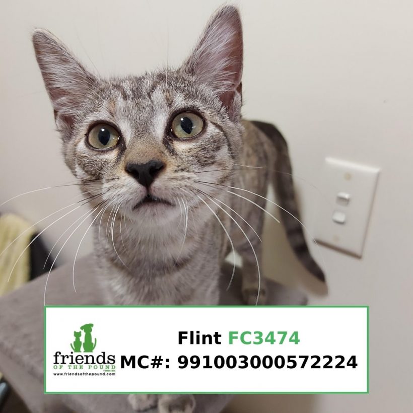 Flint (Adopted)