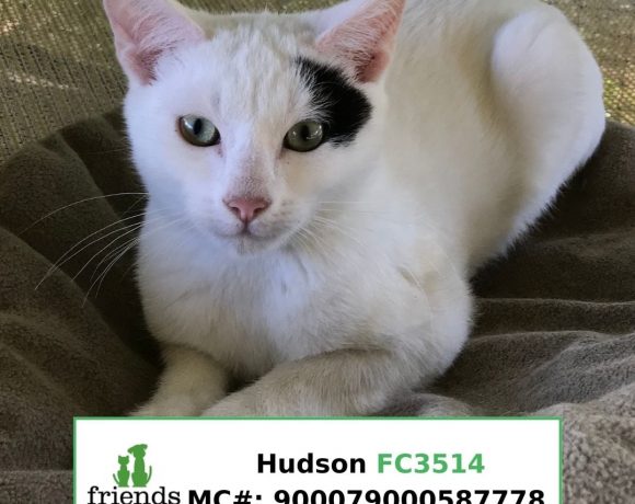 Hudson (Adopted)