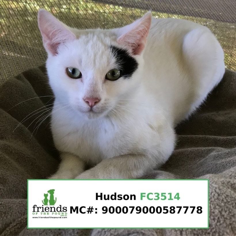 Hudson (Adopted)