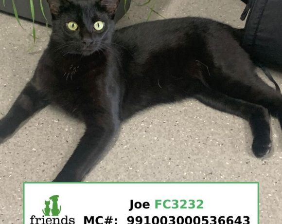 Joe (Adopted)