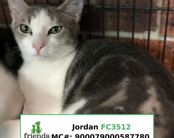 Jordan (Adopted) Jordan (Adopted)