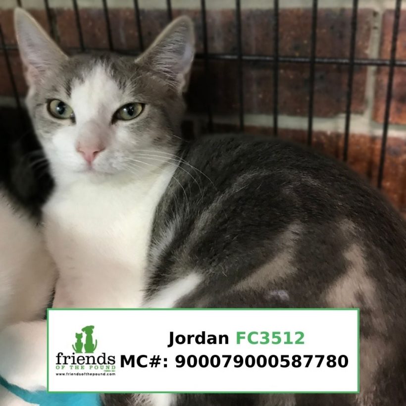 Jordan (Adopted)