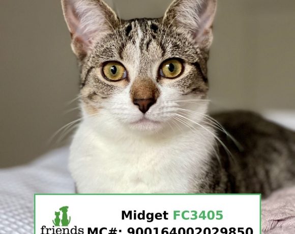 Midget (Adopted)