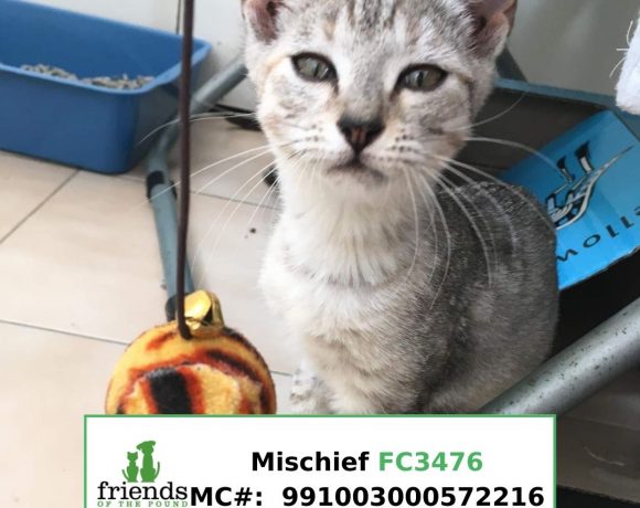 Mischief (Adopted) Mischief (Adopted)