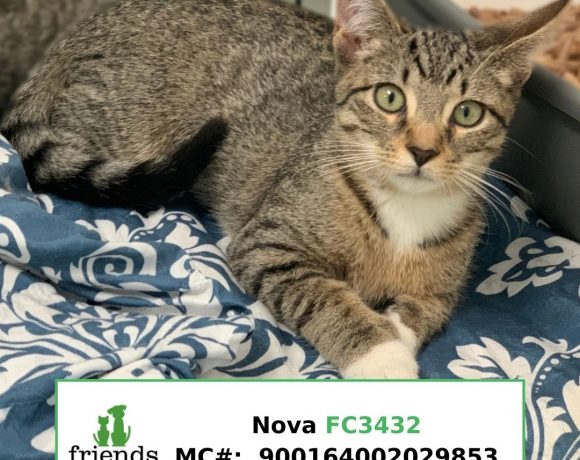 Nova (Adopted)