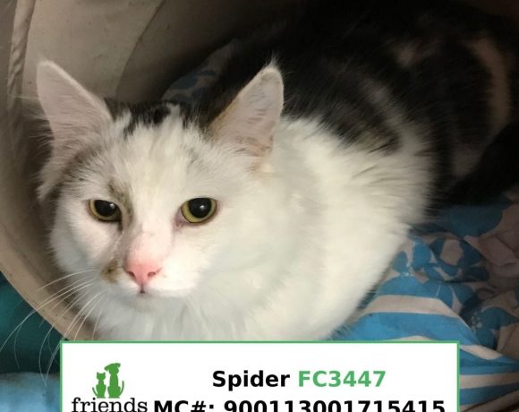 Spider (Adopted)