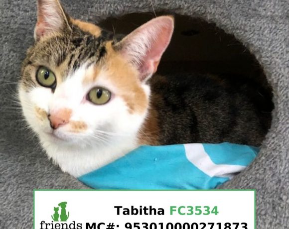 Tabitha (Adopted)