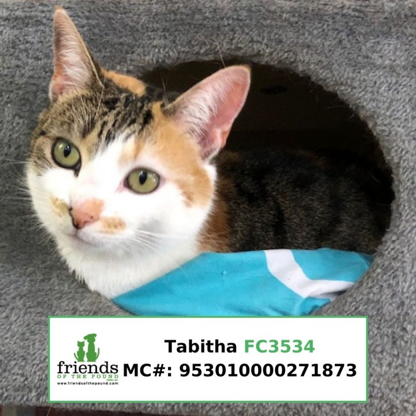 Tabitha (Adopted)