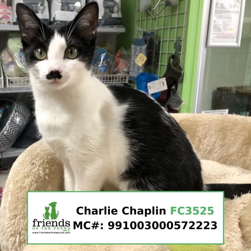 Charlie Chaplin (Adopted)