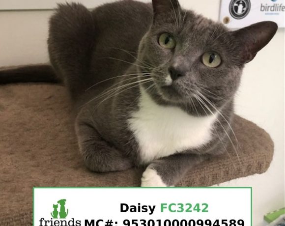 Daisy (Adopted)