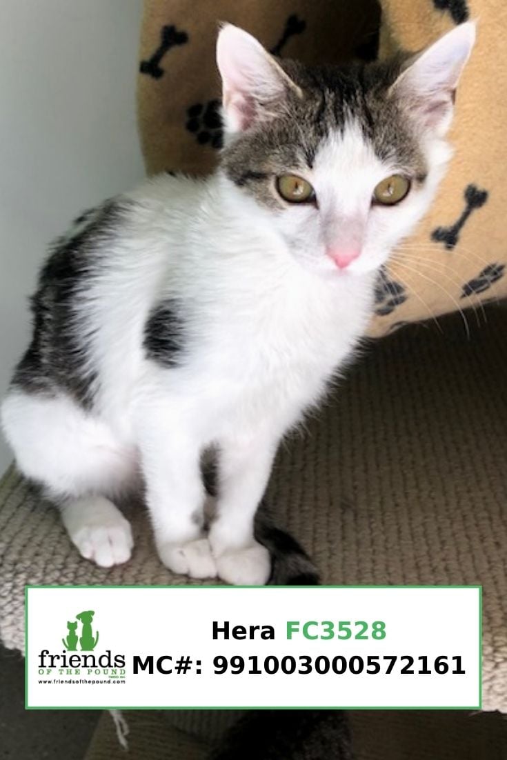 Hera (Adopted)