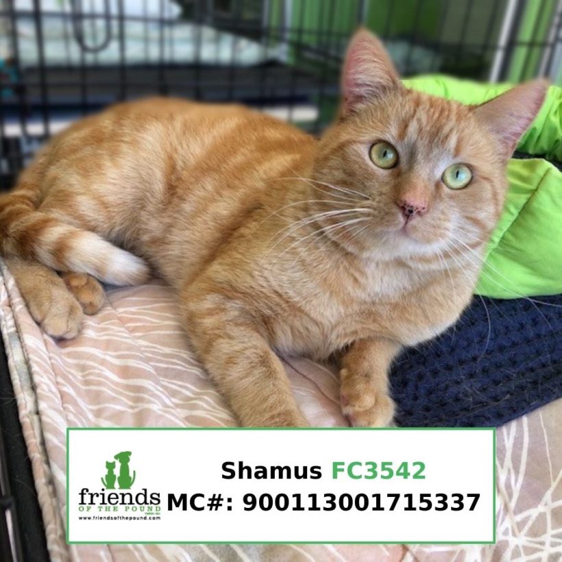 Shamus (Adopted)
