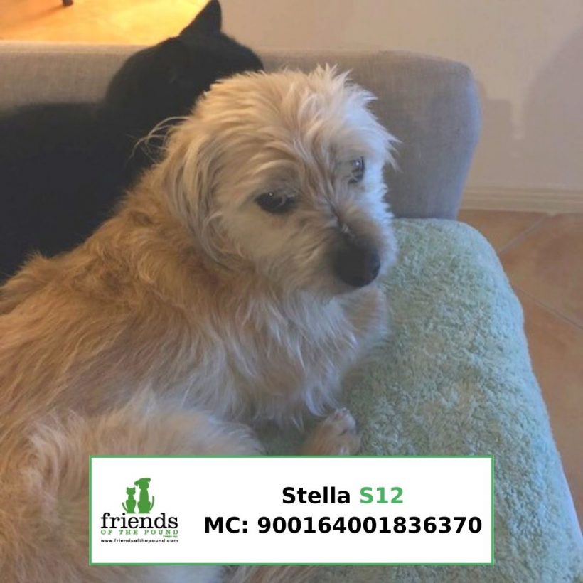Stella (Adopted)