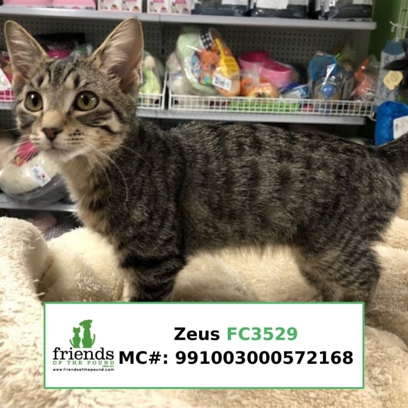 Zeus (Adopted)