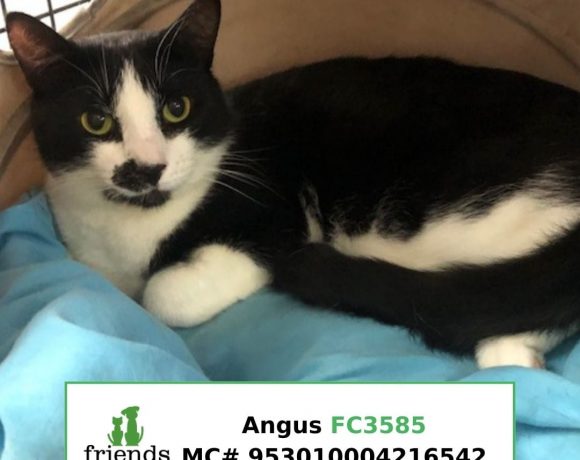 Angus (Adopted)