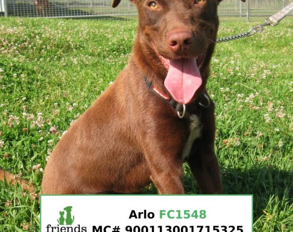 Arlo (Adopted)
