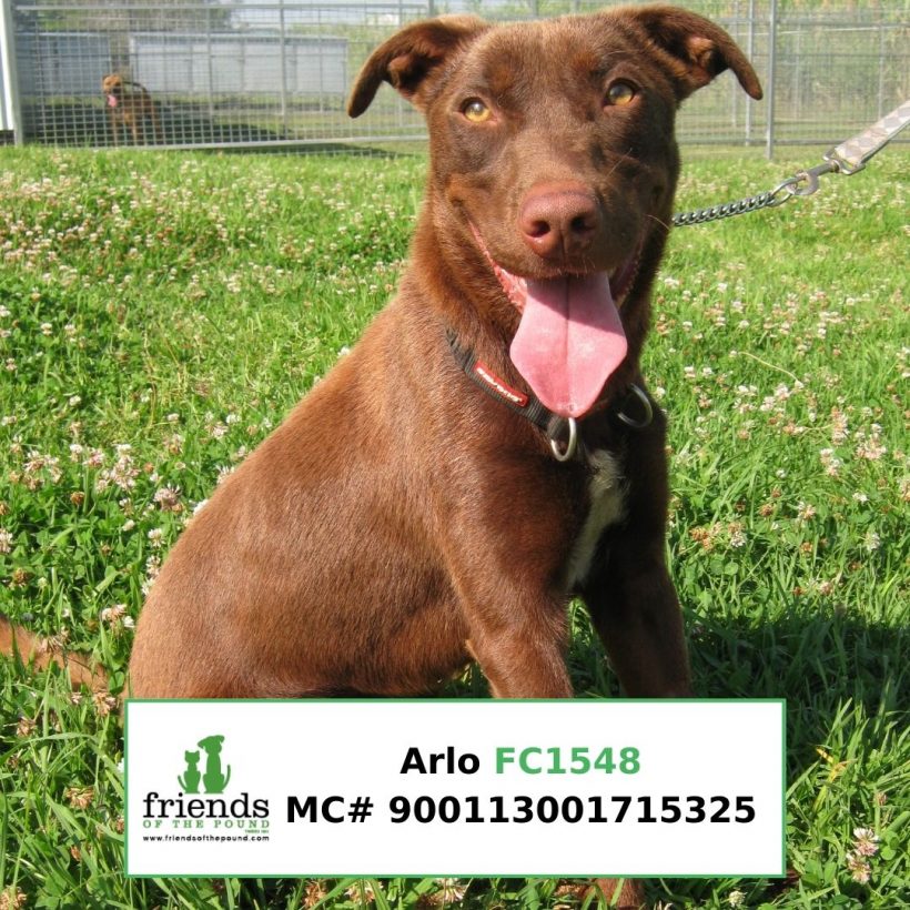 Arlo (Adopted)