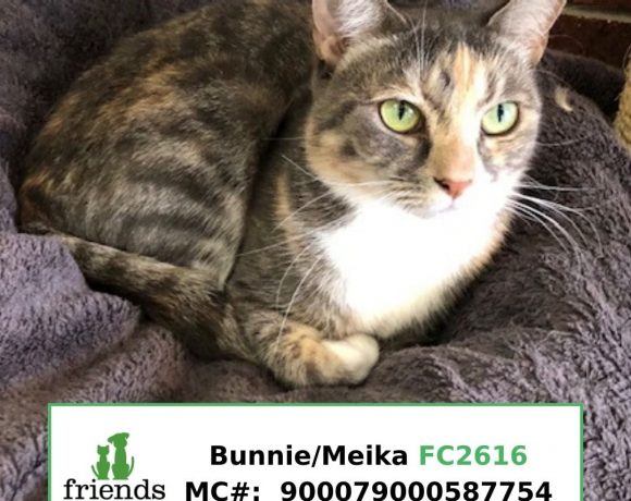Meika/Bunny Meika/Bunny