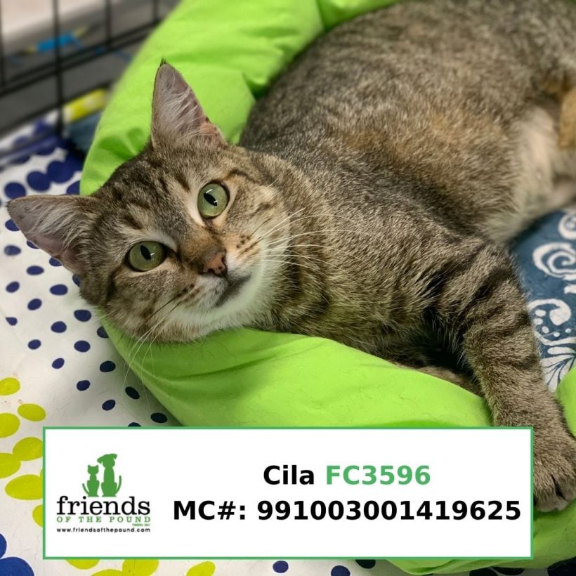 Cila (Adopted)