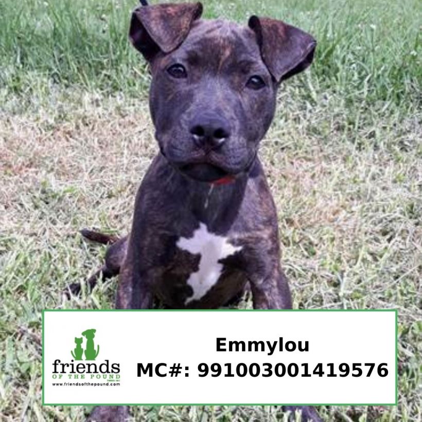 Emmylou (Adopted)