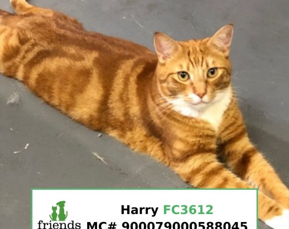 Harry (Adopted)