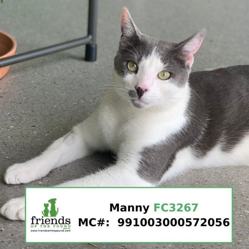 Manny (Adopted)
