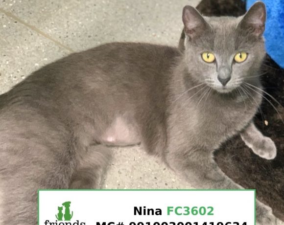 Nina (Adopted)